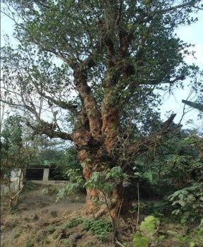 Cây di sản - Gốc Mít bản Phụ Mẫu 2