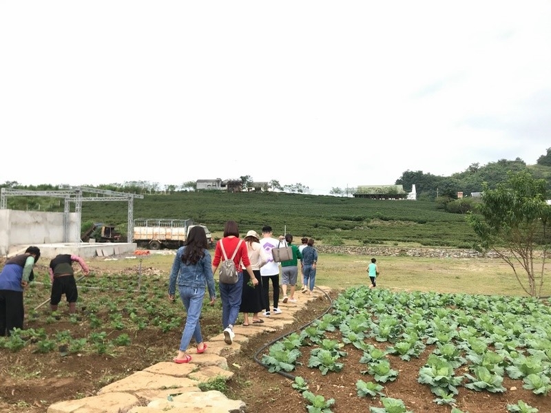 trai nghiem nong nghiep moc suong (7)