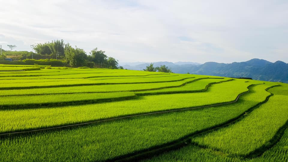 dong lua ban suoi lin