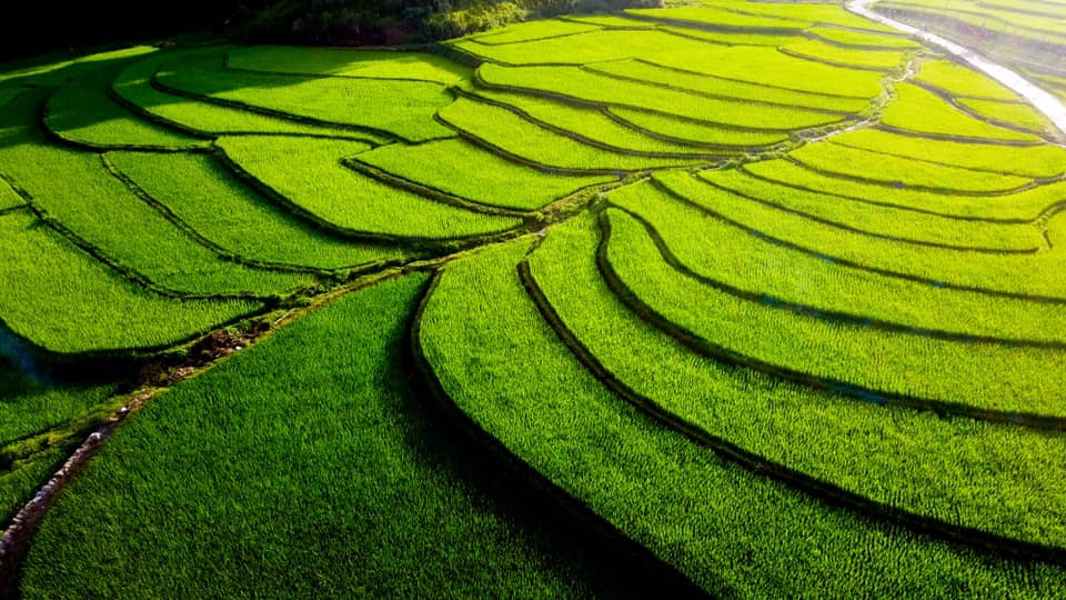 dong lua ban suoi lin2