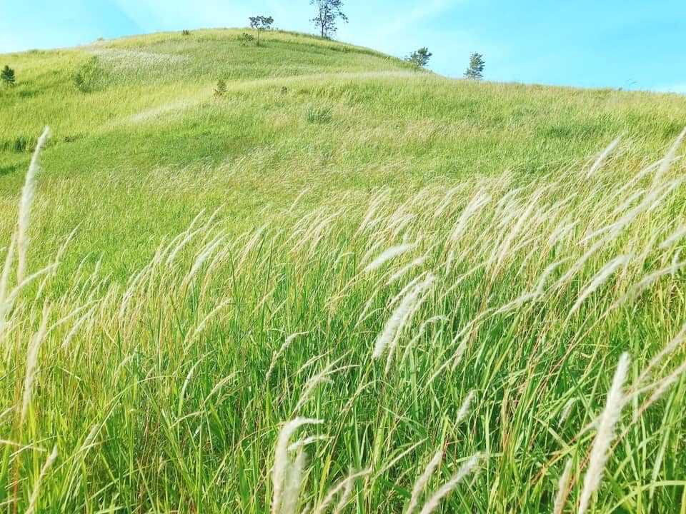 Đồng cỏ Sao Đỏ, Vân Hồ, du lịch Mộc Châu không đi hơi phí