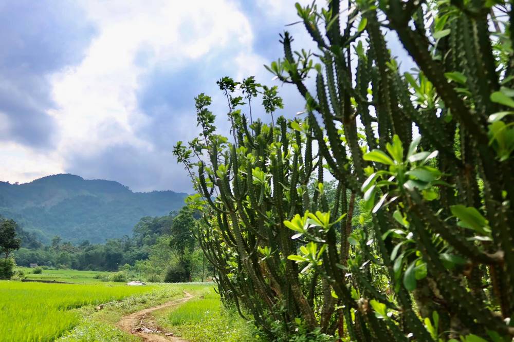 ban buot chieng yen du lich van ho (2)