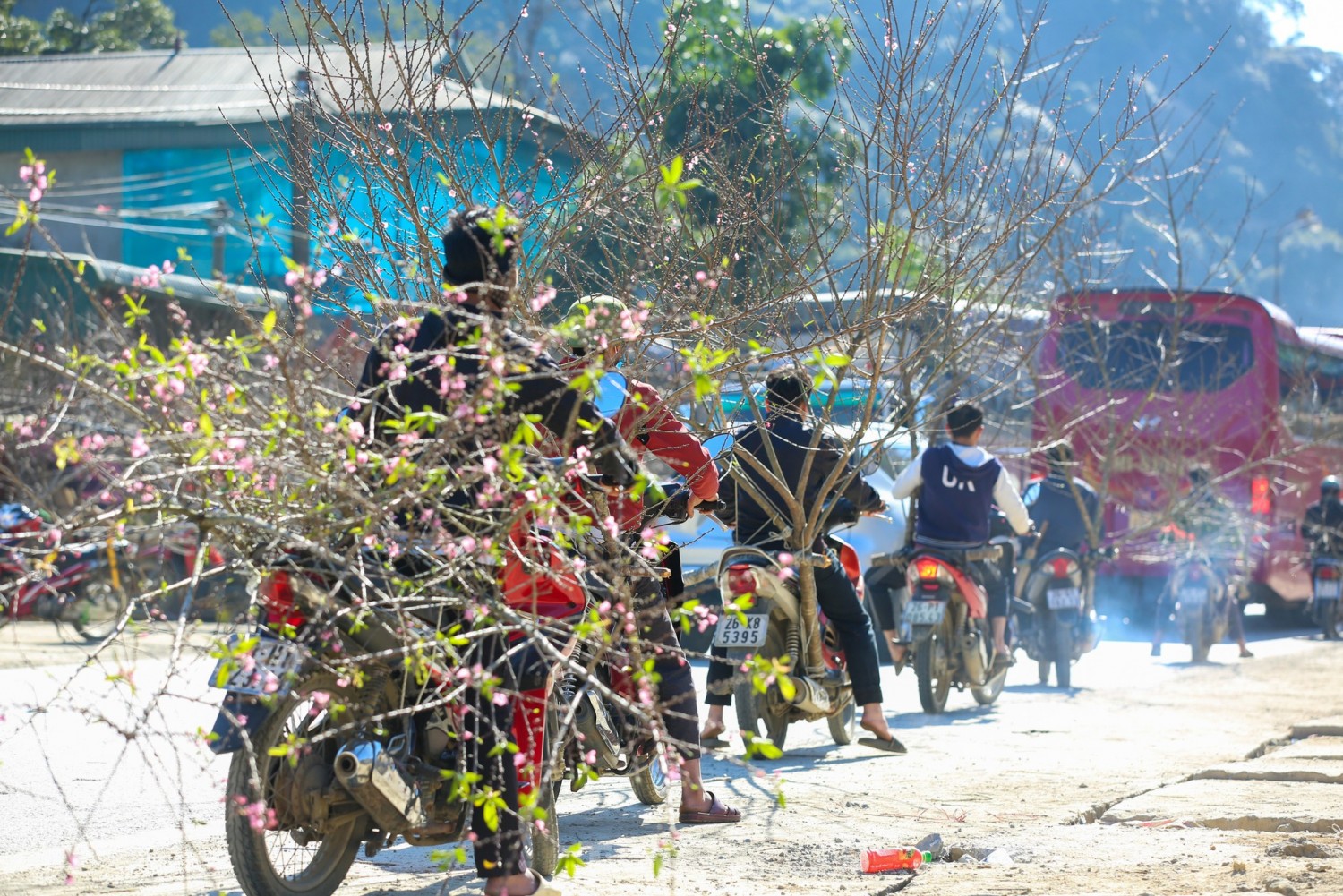 Du khách nườm nượp đổ về Vân Hồ, Sơn La chở đào về xuôi chơi Tết