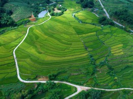 Cánh đồng lúa Hiên Bầu